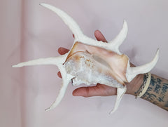 Lambis chiragra harpago shell with long curved spines and pink interior