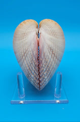 Pink heart cockle display shell for coastal home decor – premium natural specimen