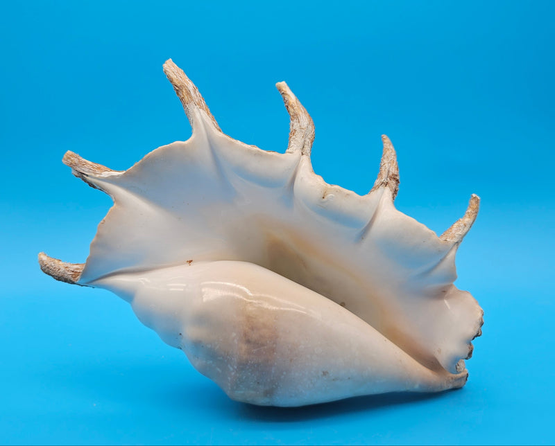 Lambis Truncata Display Shell Premium Coastal Home Decor Large
