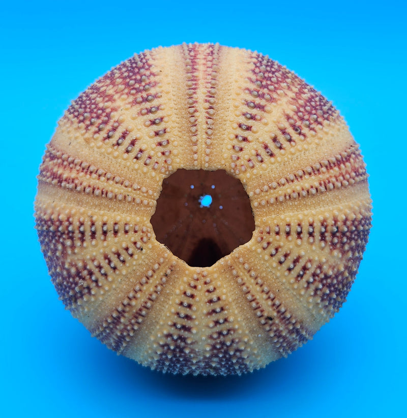 English urchin shell in deep red and tan tones with raised nodules and round shape on a bright blue background