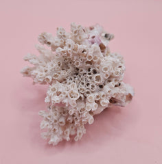Ivory Bush Coral Mixed with Gulf of Mexico Barnacle – Oculina Varicosa 