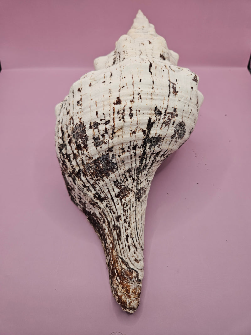 Horse Conch Shell-12.25"