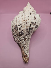 Horse Conch Shell-12.25