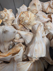 North Atlantic Knobbed Whelk- Edged