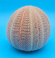 English Channel Urchin Shell – 5