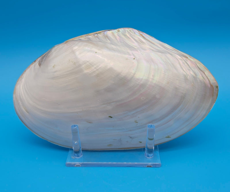 Fused Rainbow Cebu clam shell with polished iridescent surface and pastel pearl tones on blue background