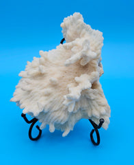 Merulina coral with ruffled fan shape and soft ivory texture on blue background