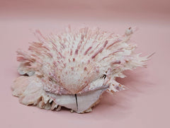 Spiny pink and white Spondylus shell with layered ridges on a neutral background