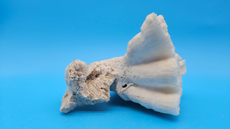 Vintage Candy Cane Coral specimen for coastal home decor - natural marine piece