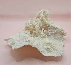 Ruffled vintage Merulina coral specimen with layered fan-like structure on pink background
