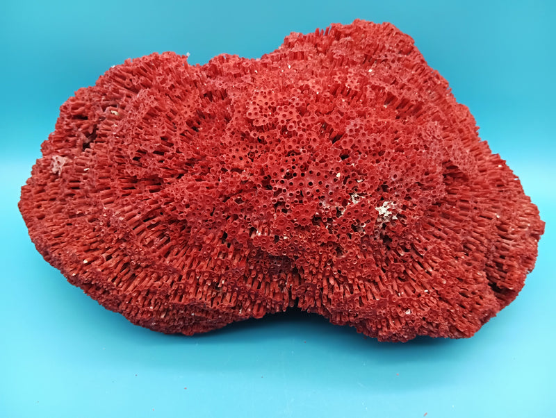 Vintage Red Pipe Coral 13x7.5x5.5 (Tubipora musica) Ocean Collectible