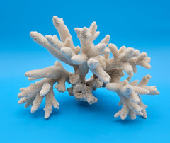 White Branch Coral Specimen with spiked arms and textured surface on blue background