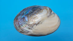 Giant polished river clam display shell for coastal home decor - premium natural specimen