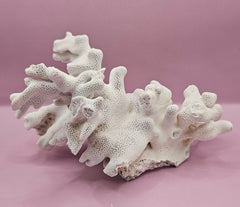 Vintage Blue Ridge coral specimen with natural textures