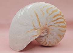 6-inch natural nautilus shell with smooth spiral pattern and creamy pearlescent finish.