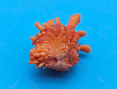 Orange Cardium cardita shell with spiny texture from Bantayan Island for coastal décor display, approx. 1.3 inches