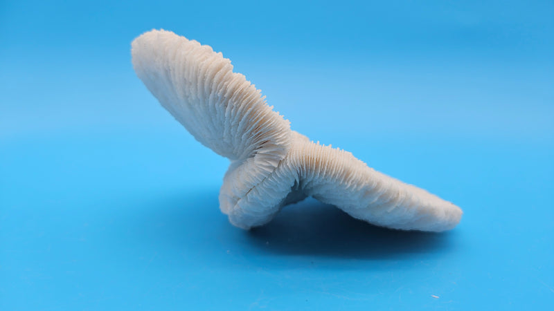Rare mutant mushroom coral display specimen for coastal home decor - premium natural specimen