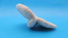 Rare mutant mushroom coral display specimen for coastal home decor - premium natural specimen