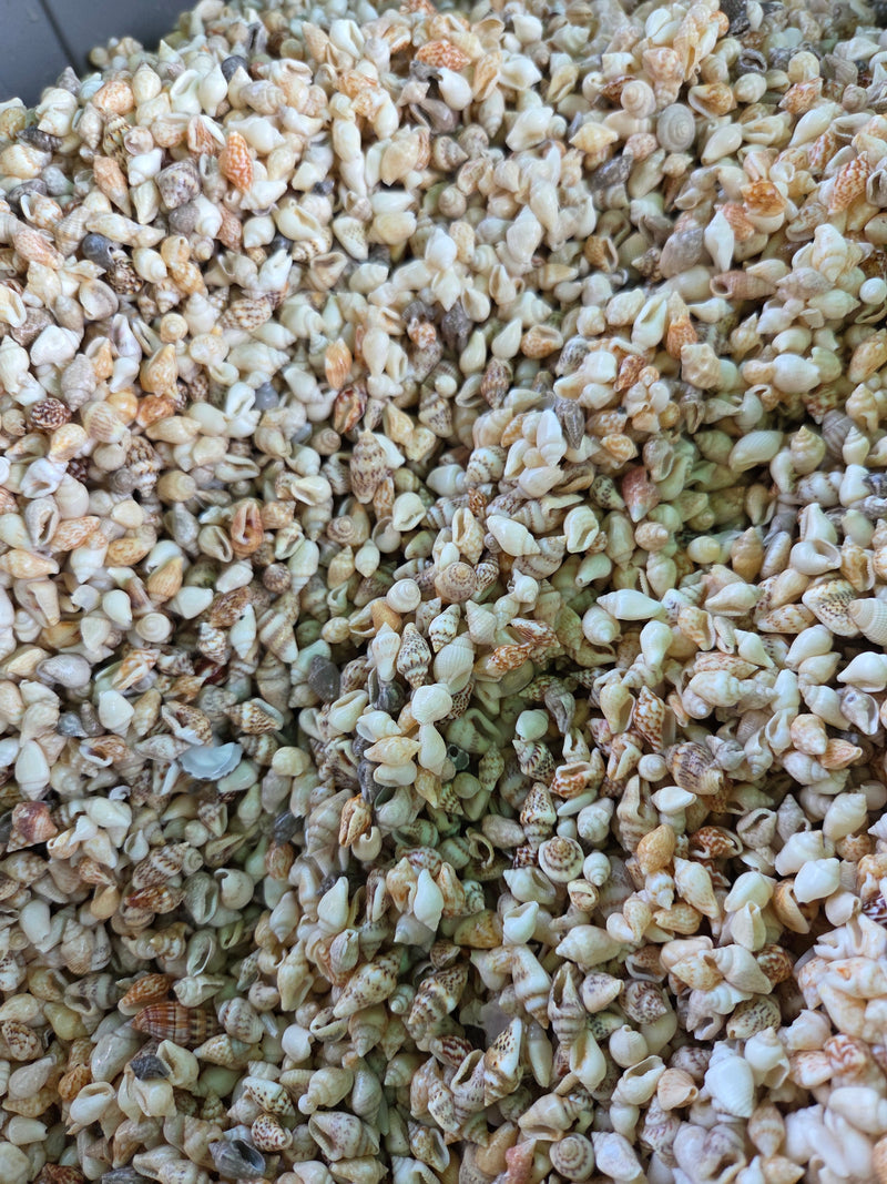 Mini Nassa Shell Mix