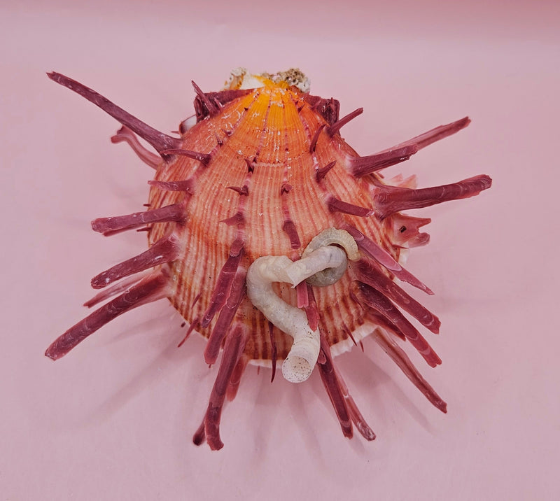 Colorful Spondylus varius shell with long pink spines, coral buildup, and worm tube, displayed on pink background