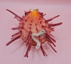 Colorful Spondylus varius shell with long pink spines, coral buildup, and worm tube, displayed on pink background