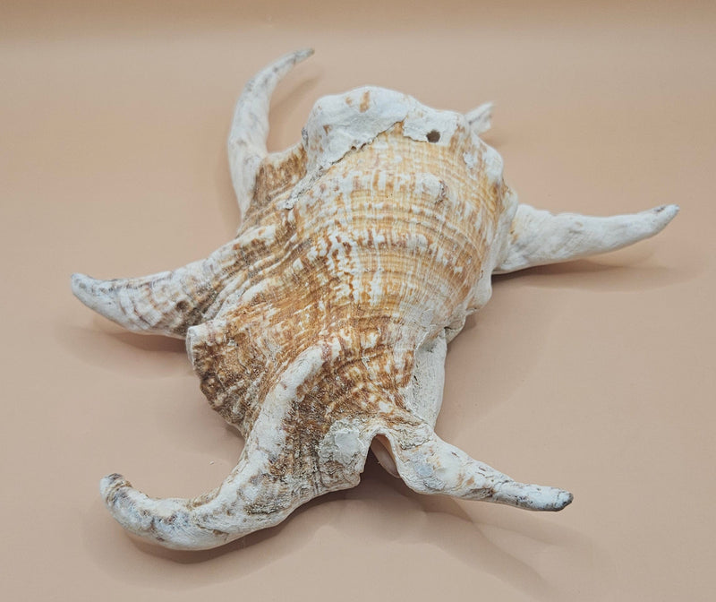 Lambis truncata spider conch shell with curved spines, natural tan and cream coloring, 9.5 inch display shell for coastal home decor
