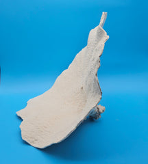 Vintage black cup coral specimen for coastal home decor - natural marine piece