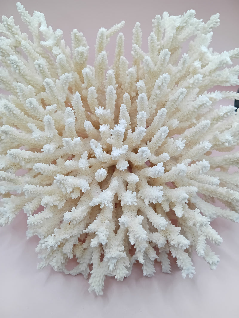 Vintage cream table coral with flattened branches – 10 x 6 x 7.5 inches coastal décor accent
