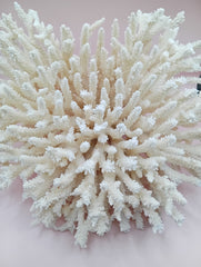 Vintage cream table coral with flattened branches – 10 x 6 x 7.5 inches coastal décor accent