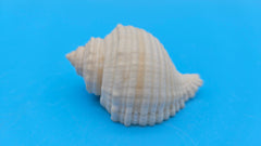 Linatella caudata shell, creamy white with ribbed spiral design, 2.2 inches, flared aperture and pointed spire.
