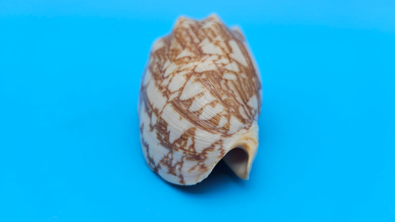 Cybiola vespertilio f. pellisserpentis shell, 3.9 inches, rare spiny bat volute with cream and orange zig-zag pattern.