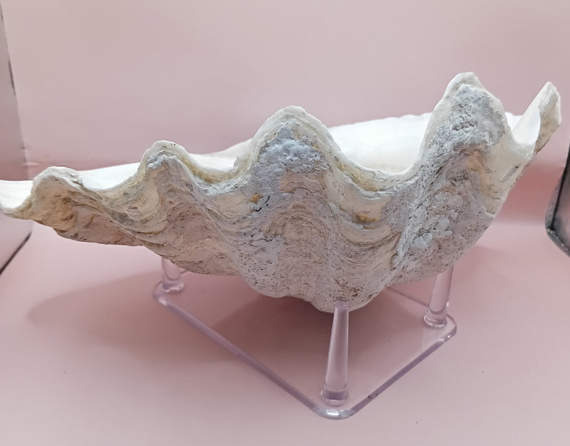 Giant clam shell half 11.7 inches – coastal decor centerpiece