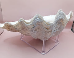 Giant clam shell half 11.7 inches – coastal decor centerpiece