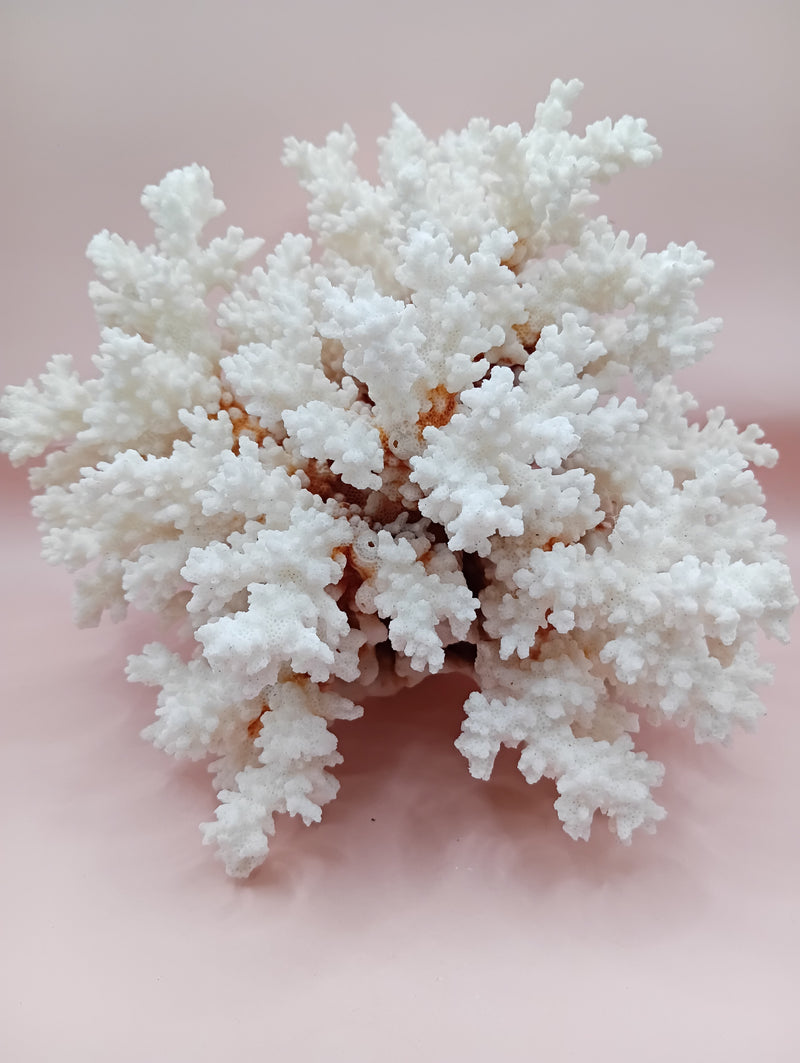 Vintage Brownstem Coral with natural branch texture – 8 x 5.5 x 7 inches
