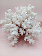 Vintage Brownstem Coral with natural branch texture – 8 x 5.5 x 7 inches