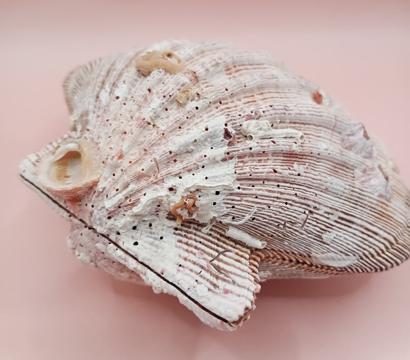 Natural Lion's Paw seashell pair, 5 by 5.3 inches, with textured barnacle accents and coastal tones