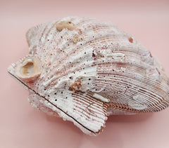 Natural Lion's Paw seashell pair, 5 by 5.3 inches, with textured barnacle accents and coastal tones