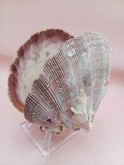 Natural Lion's Paw seashell pair measuring 5 by 5.1 inches with coastal texture and marine encrustations