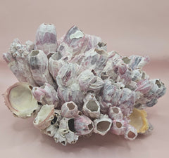 Large natural pink and cream barnacle cluster sculpture on display, 10x8x6 inches coastal marine decor
