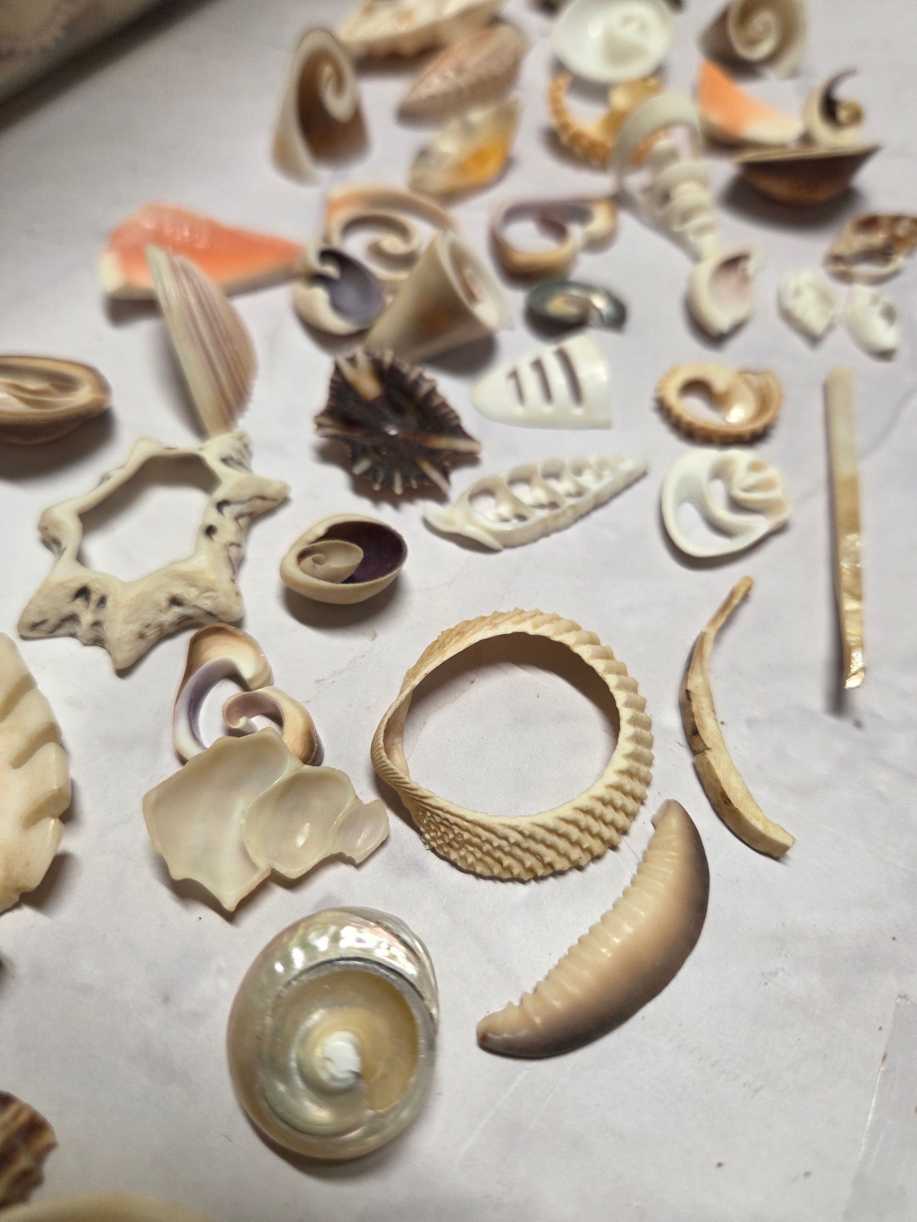 Mixed Assortment of Vintage Sliced Shells 4 oz for Crafts | Loving ...