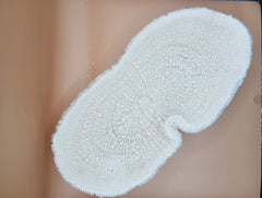 Vintage Bone White Slippers Coral – Unique Natural Ocean Decor (14.5