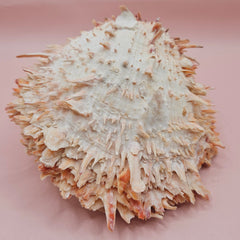 Large 5.7-inch Spondylus shell with coral tones and layered spines, shown open with smooth ivory interior on pink background