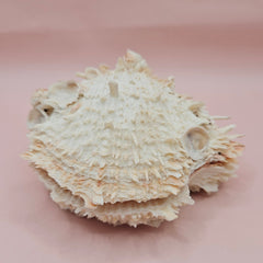 Cream hinged Spondylus shell with barnacle growth and textured spines, 4.7 inches long on a pink background