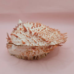 Large cream and peach Spondylus shell with spines and barnacle, measuring 5.3 inches wide