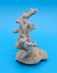 Blue Ridge Coral Specimen with branching form and porous texture on blue background