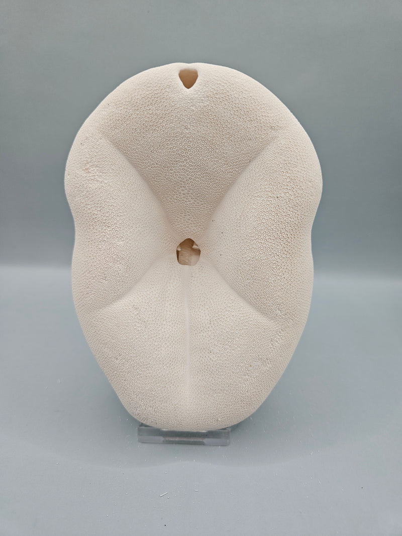 sea biscuit puffer, thick natural sand dollar with beige texture, perfect for coastal décor or crafts