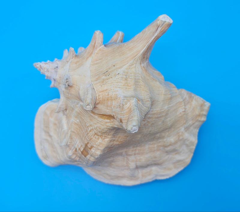 queen conch shell with flared pink interior and spiral tip, 9 inches, perfect for coastal home decor
