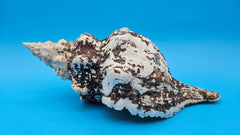 Melanistic Horse Conch shell with dark brown-black streaks on white surface and long spiral body, displayed on blue background