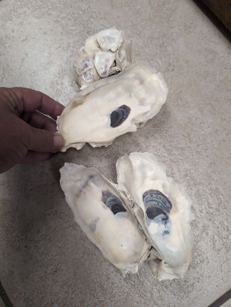 Texas Gulf Coast Oyster Shells Clusters