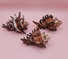 Trio of long spine Murex endive shells with spiny ridges and brown-cream color pattern on a pink background